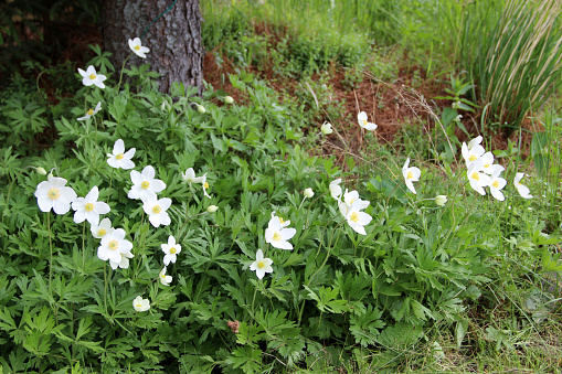 Growth of white flowers at the foot of the tree.