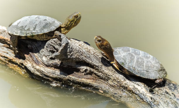 tortugas del estanque occidental tomar el sol en el tronco sobre un estanque - emídidos fotos fotografías e imágenes de stock