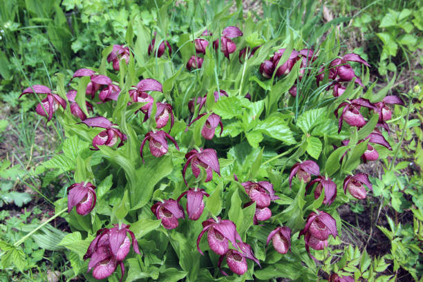 violet showy lady's-slipper flowers on green natural background. - ladyslipper imagens e fotografias de stock