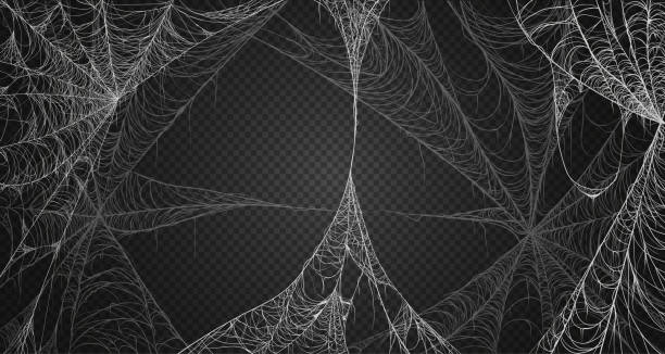 cobweb realismus gesetzt. isoliert auf schwarzem transparentem hintergrund. spiderweb für halloween, gruselig, beängstigend, horror-dekor - halloween stock-grafiken, -clipart, -cartoons und -symbole