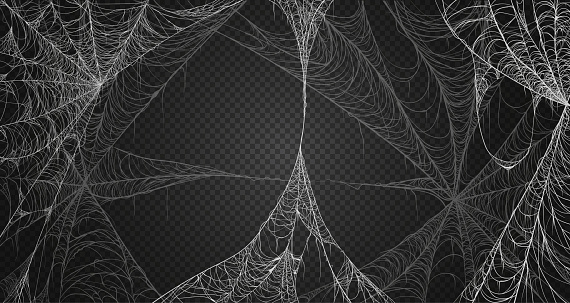 Cobweb realism set. Isolated on black transparent background. Spiderweb for halloween, spooky, scary, horror decor