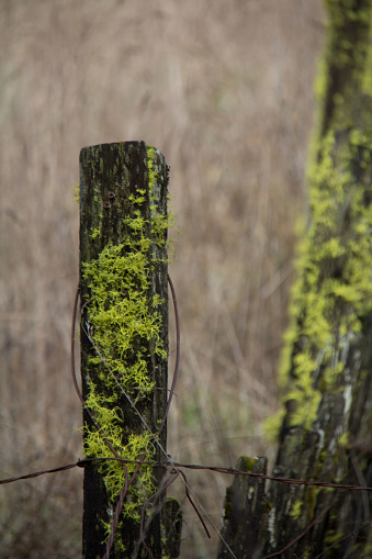 mold on a fence post