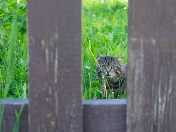 istock Tabby cat looking from behind the fence 1267693322