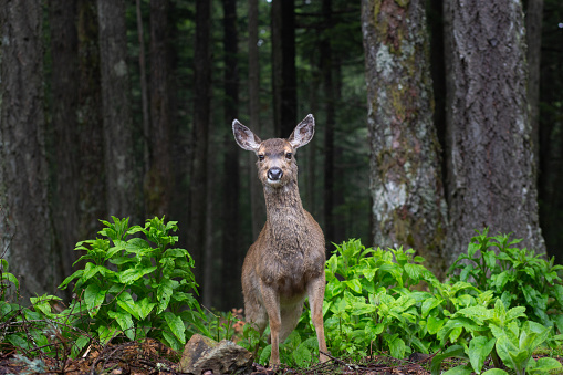 A black tailed deer in a forest of Douglas Fir trees on Mount Constitution, Orcas Island, Washington