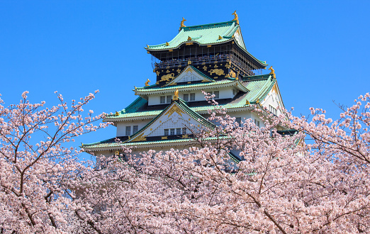 Osaka, Japan - April 2, 2015 : The Osaka castle, one of the most popular spot for view the cherry blossom bloom, was built in 1583.