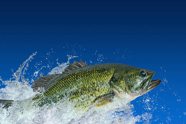 Bass fishing. Largemouth perch fish jumping with splashing in water isolated on blue background Bass fishing. Largemouth perch fish jumping with splashing in water isolated on blue background black sea bass stock pictures, royalty-free photos & images