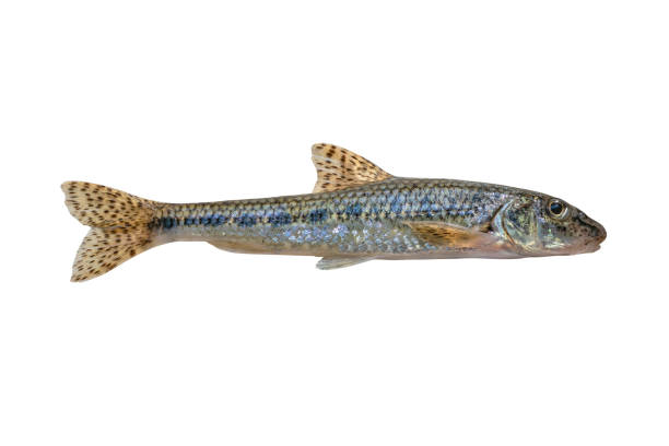 gudgeon fish isolated on white background - minnow imagens e fotografias de stock