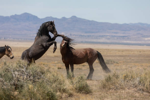 istock Wild Horse Stallions Fighting 1267696568