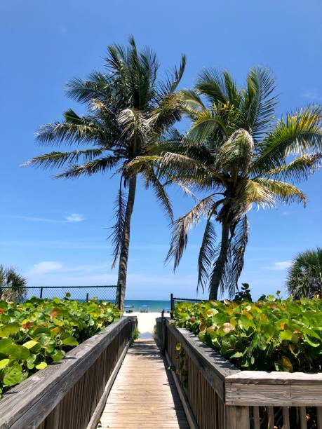 istock Bridge to ocean with palm trees 1267696707