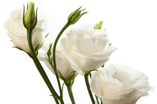 istock bright white eustoma flowers isolated on white background 1267696845