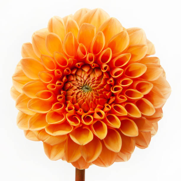 istock Dahlia flower isolated on white background. 1267696867