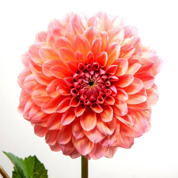 istock Dahlia flower isolated on white background. 1267696902