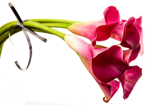 istock Soft red calla flowers isolated on white background. 1267696905
