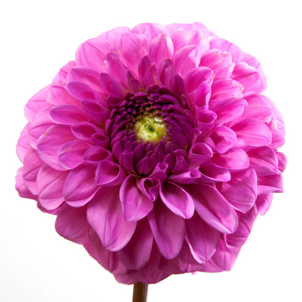 istock Dahlia flower isolated on white background. 1267696912