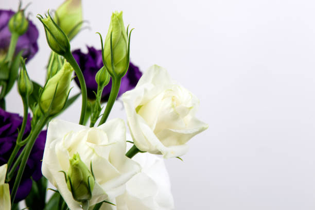 istock bright purple and white eustoma flowers isolated on white background. 1267696920