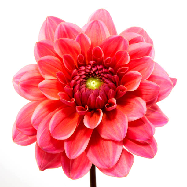 istock Dahlia flower isolated on white background. 1267696925