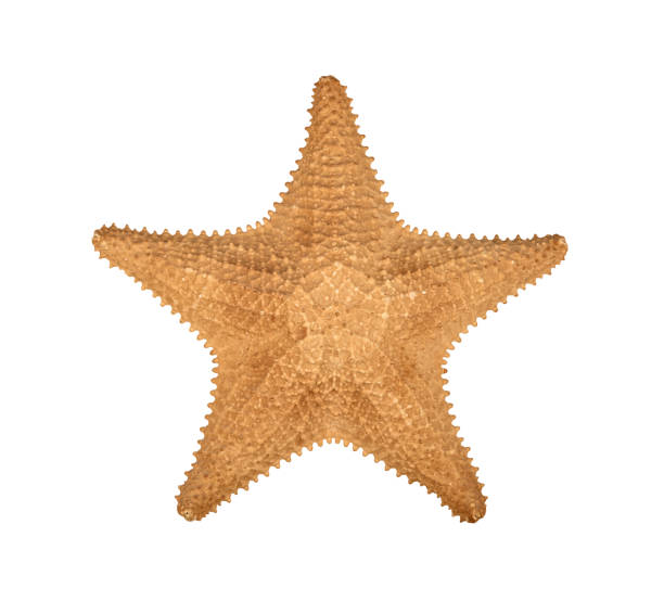 istock Dried sea starfish isolated on white 1267697197