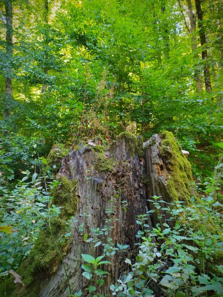 istock mossy and fungal growth on cut tree and forest landscape 1267697838