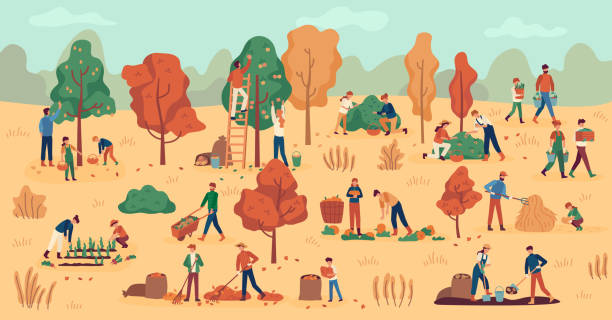Harvest season. Farmers on plantation collecting fruits, vegetables and berries. Stacking hay, agricultural autumn work vector background Harvest season. Farmers on plantation collecting fruits, vegetables and berries. Stacking hay, agricultural autumn work vector background. Gathering apple, pear and potato, pumpkin stacking food containers stock illustrations