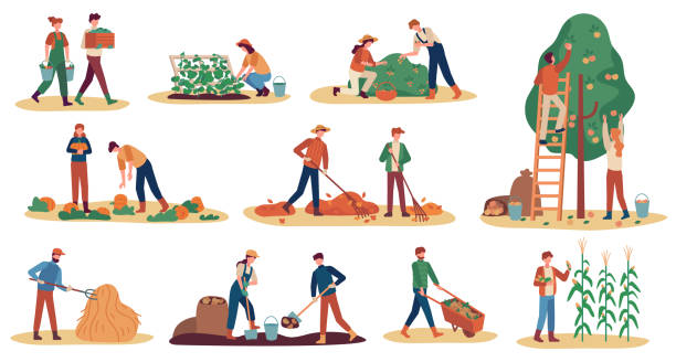 illustrazioni stock, clip art, cartoni animati e icone di tendenza di vendemmia autunnale. lavoratori agricoli che raccolgono colture verdure mature, raccolgono frutta e bacche, rimuovono le foglie, stagione agricoltura vettore set - autumn corn corn crop field