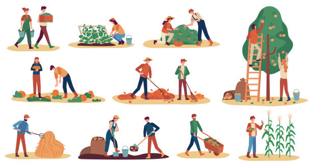 Autumn harvest. Farm workers gathering crops ripe vegetables, picking fruits and berries, remove leaves, season agriculture vector set Autumn harvest. Farm workers gathering crops ripe vegetables, picking fruits and berries, remove leaves, season agriculture vector set. Man and woman digging potato, gathering pumpkin and corn corn crop stock illustrations