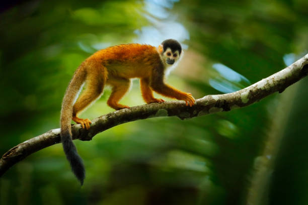 istock Monkey, long tail in tropic forest. Squirrel monkey, Saimiri oerstedii, sitting on the tree trunk with green leaves, Corcovado NP, Costa Rica. Monkey in the tropic forest vegetation. Wildlife nature. 1267700919