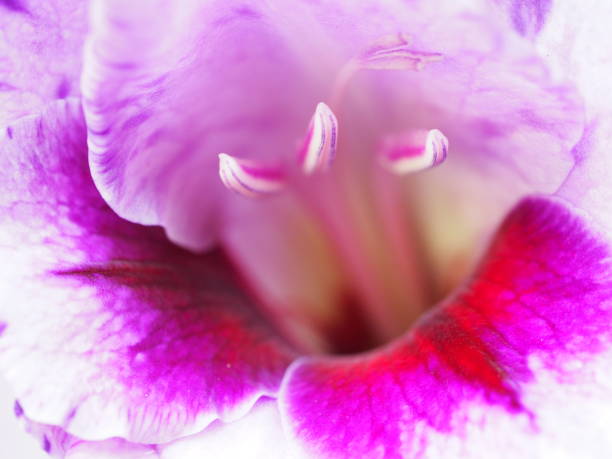 istock Pink Gladioli Flower 1267701057