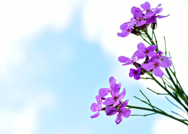 istock Hesperis flower night violet against a white sky 1267703386