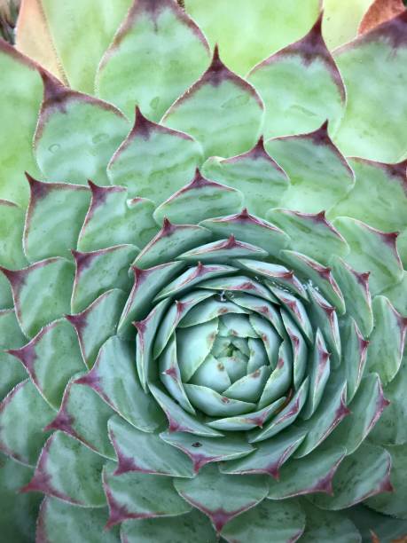 istock Common houseleek or Sempervivum tectorum plant 1267704441