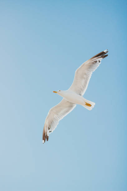 istock Isolated seagull with its wings spread out flying in a blue sky. 1267704973