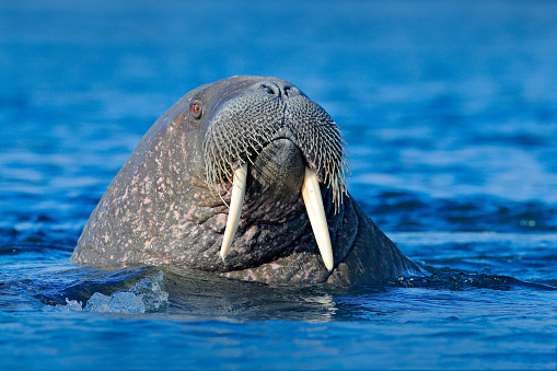 The walrus, Odobenus rosmarus, large flippered marine mammals in blue water, Svalbard, Norway.