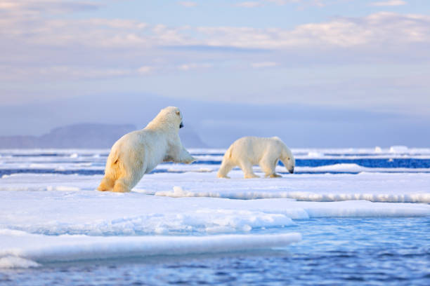 istock Two polar bears with killed seal. White bear feeding on drift ice with snow, Manitoba, Canada. Bloody nature with big animals. Dangerous baer with carcass. Arctic wildlife, animal food behaviour. 1267705047