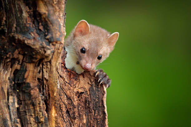istock Beech marten, Martes foina, with clear green background. Small predator sitting on the tree trunk in forest. Wildlife scene from Germany. Beautiful cute forest animal. 1267705048