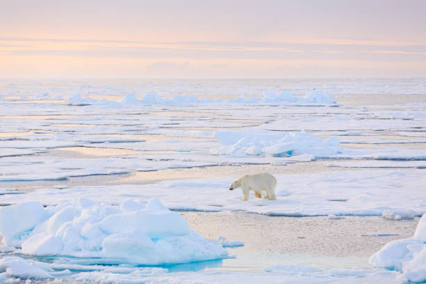 istock Dangerous bear sitting on the ice, beautiful blue sky. Polar bear on drift ice edge with snow and water in Norway sea. White animal in the nature habitat, Europe. Wildlife scene from nature. 1267705049