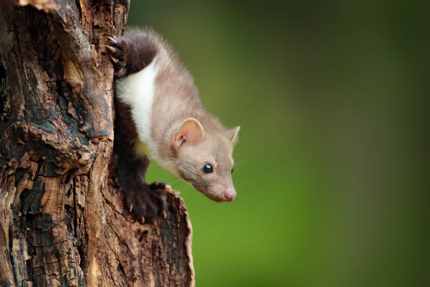istock Beech marten, Martes foina, with clear green background. Small predator sitting on the tree trunk in forest. Wildlife scene from Germany. Beautiful cute forest animal. 1267705063