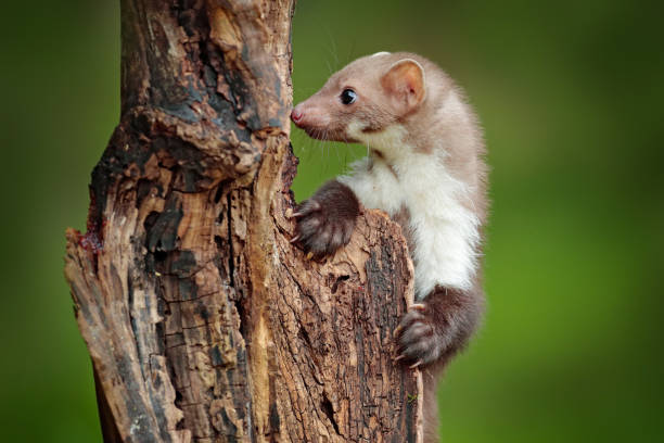 istock Beech marten, Martes foina, with clear green background. Small predator sitting on the tree trunk in forest. Wildlife scene from Germany. Beautiful cute forest animal. 1267705066
