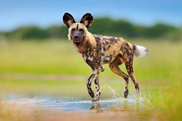 perro salvaje, caminando en la hierba verde con agua, delta del okavango, botswana en africa. peligroso animal manchado con orejas grandes. perro pintado de caza en safari africano. escena de vida silvestre de la naturaleza. - perro salvaje fotografías e imágenes de stock