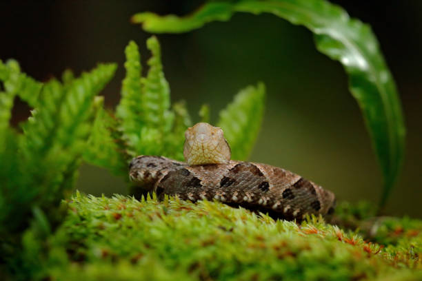 istock Bothrops atrox, Fer-de-lance in nature habitat. Common Lancehead viper, in tropical forest. Poison snake in the dark jungle. Detail of rare snake from Costa Rica. 1267705083