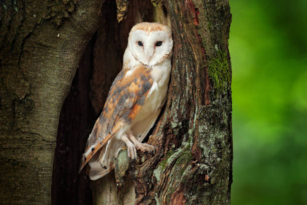 istock Barn owl, Tyto alba sitting on tree trunk at the evening with nice light near the nesting hole. Wildlife scene from nature. Owl in the dark forest, Czech Republic, Europe. 1267705091