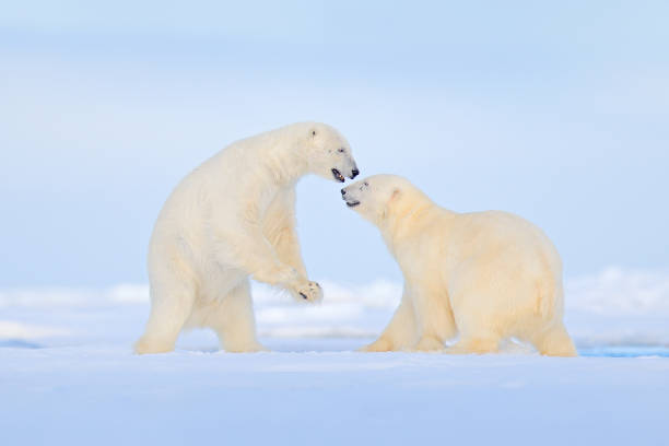 niedźwiedź polarny taniec walki na lodzie. dwa niedźwiedzie uwielbiają dryfujący lód ze śniegiem, białe zwierzęta w siedlisku przyrody, svalbard, norwegia. zwierzęta bawiące się w śniegu, arktyczna przyroda. zabawny obraz w przyrodzie. - polar bear arctic animal snow zdjęcia i obrazy z banku zdjęć