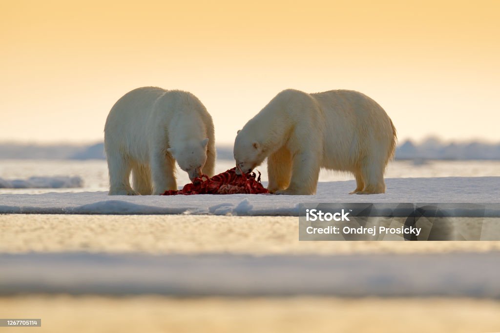 Two Polar Bears With Killed Seal White Bear Feeding On Drift Ice With Snow  Svalbard Norway Bloody Nature With Big Animals Dangerous Baer With Carcass  Arctic Wildlife Animal Food Behaviour Stock Photo -