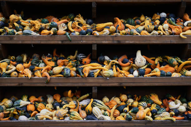 A wide angle shot of a wooden display stand with three shelves with an abundance of small colorful squashes also called bitter apple or colocynth (Citrullus colocynthis)
