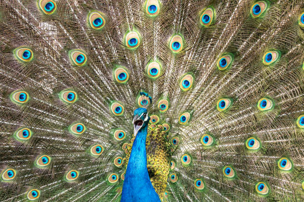 istock Male peacock bird, Pavo cristatus, squarking with full display tail feathers 1267707426
