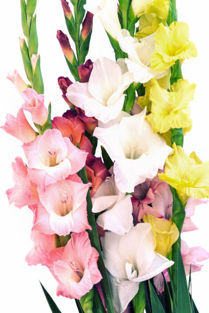 istock Flowers composition with beautiful gladiolus isolated on white background. 1267707497
