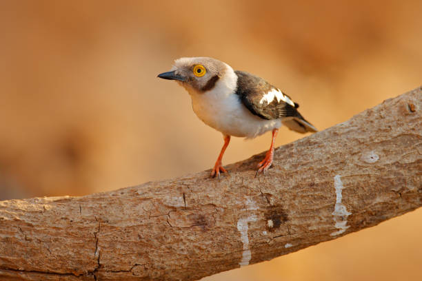 istock White-crested helmetshrike, Prionops plumatus, bird siting on the tree branch, Mana Pools NP, Zimbabwe in Africa. 1267707802