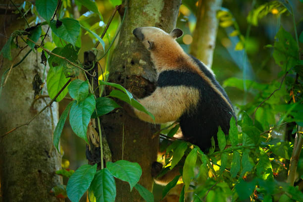 northern tamandua, tamandua mexicana, wild anteater in the nature forest habitat, corcovado np, costa rica. wildlife scene from tropic junge forest. anteater with long muzzle and big ear. - junge imagens e fotografias de stock