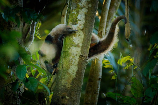 tamandua settentrionale, tamandua mexicana, anticamera selvatica nell'habitat della foresta naturale, corcovado np, costa rica. scena della fauna selvatica dalla foresta tropica junge. anteater con muso lungo e grande orecchio. - junge foto e immagini stock