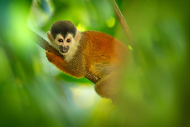 istock Monkey in the tropic forest vegetation. Animal, long tail in tropic forest. Squirrel monkey, Saimiri oerstedii, sitting on the tree trunk with green leaves, Corcovado NP, Costa Rica. 1267707872