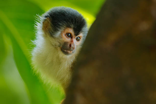 istock Monkey in the tropic forest vegetation. Animal, long tail in tropic forest. Squirrel monkey, Saimiri oerstedii, sitting on the tree trunk with green leaves, Corcovado NP, Costa Rica. 1267707877