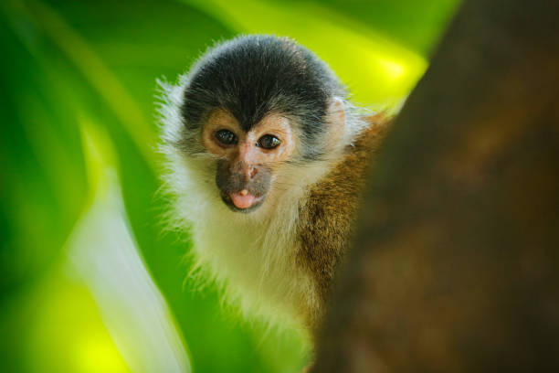 istock Monkey in the tropic forest vegetation. Animal, long tail in tropic forest. Squirrel monkey, Saimiri oerstedii, sitting on the tree trunk with green leaves, Corcovado NP, Costa Rica. 1267707878